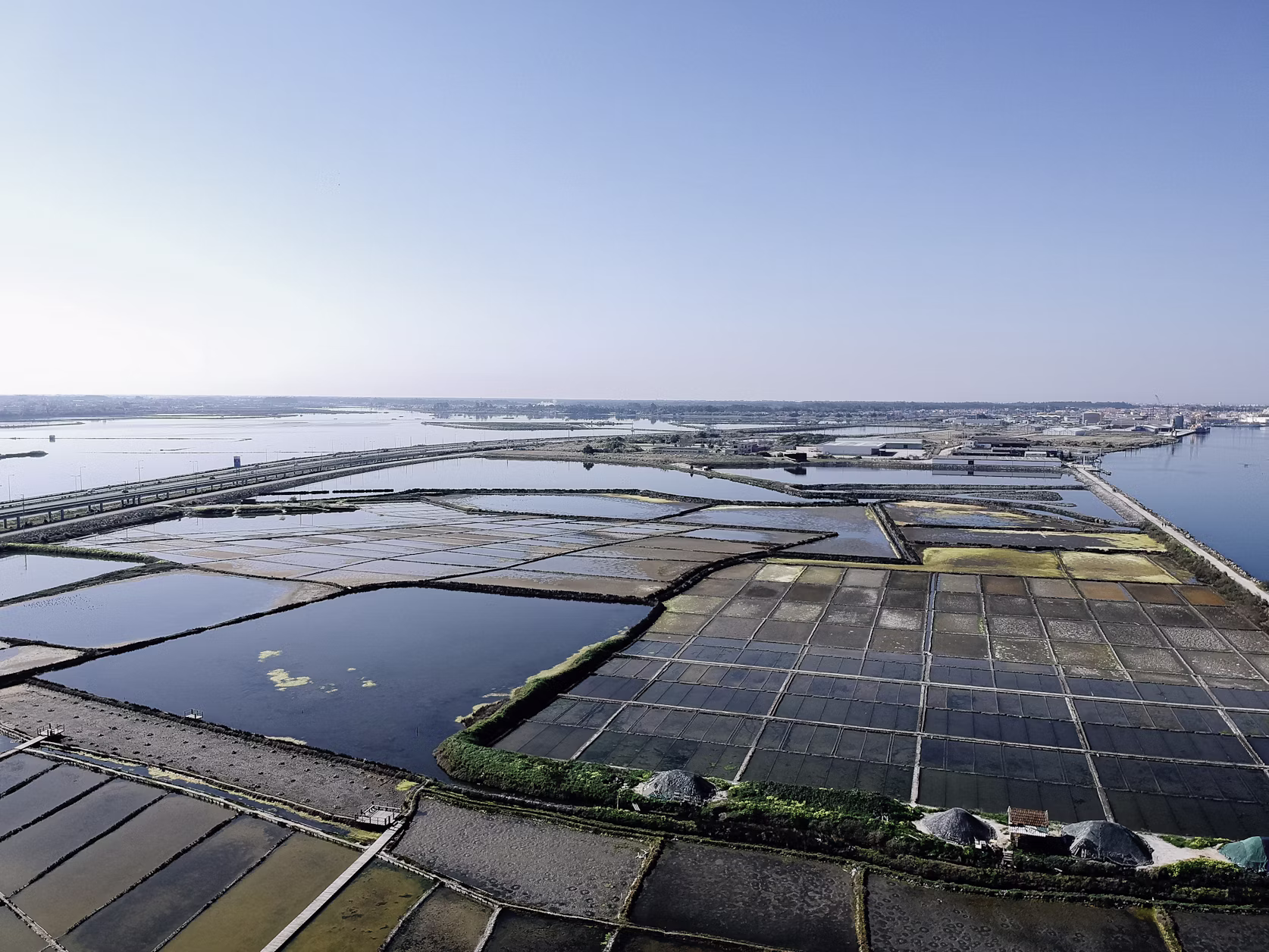 Shrimp Harvest